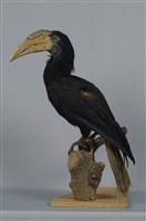 藏品(犀鳥)的圖片